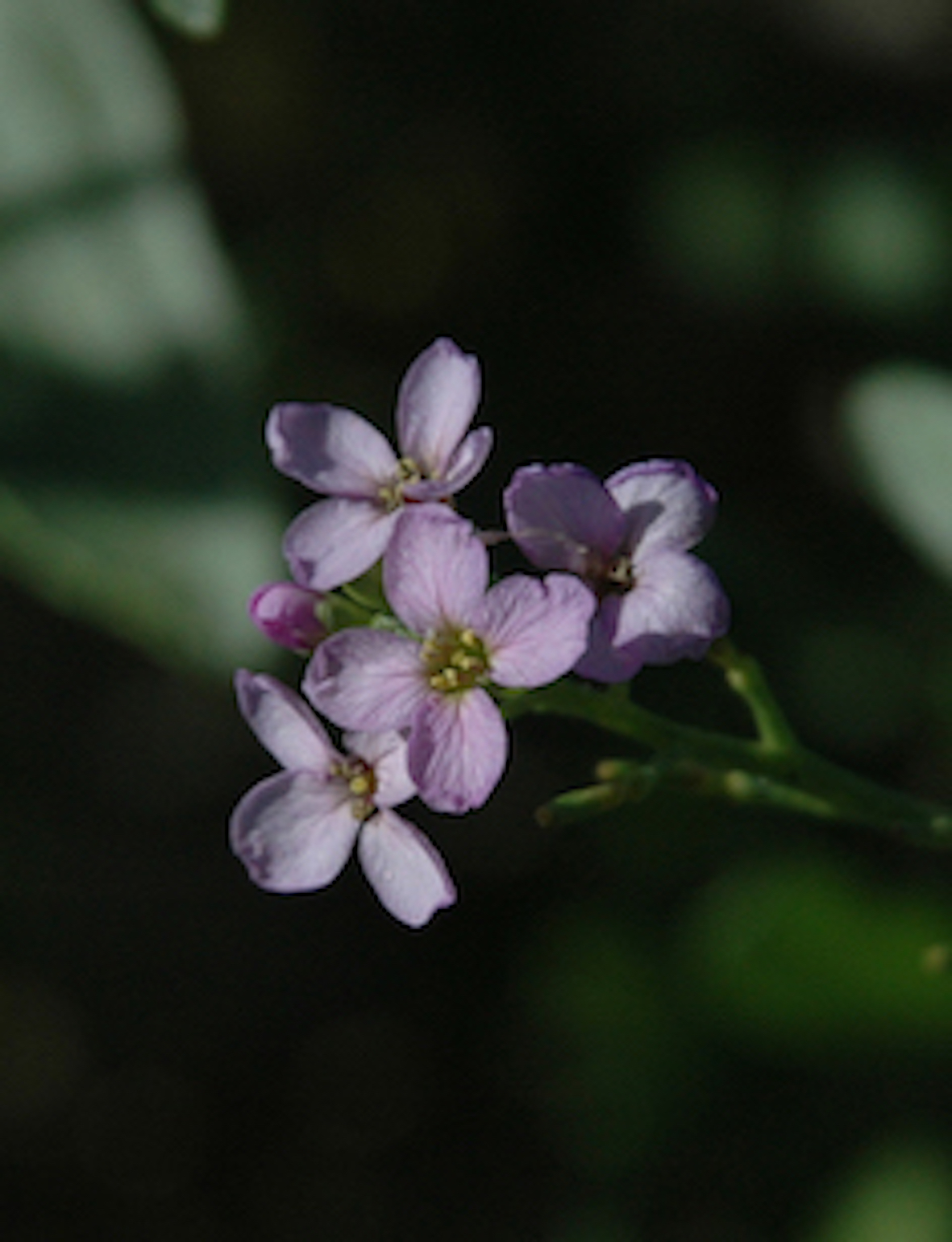 Boronia Flower