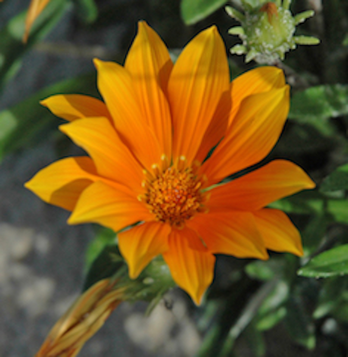 Yellow Daisy