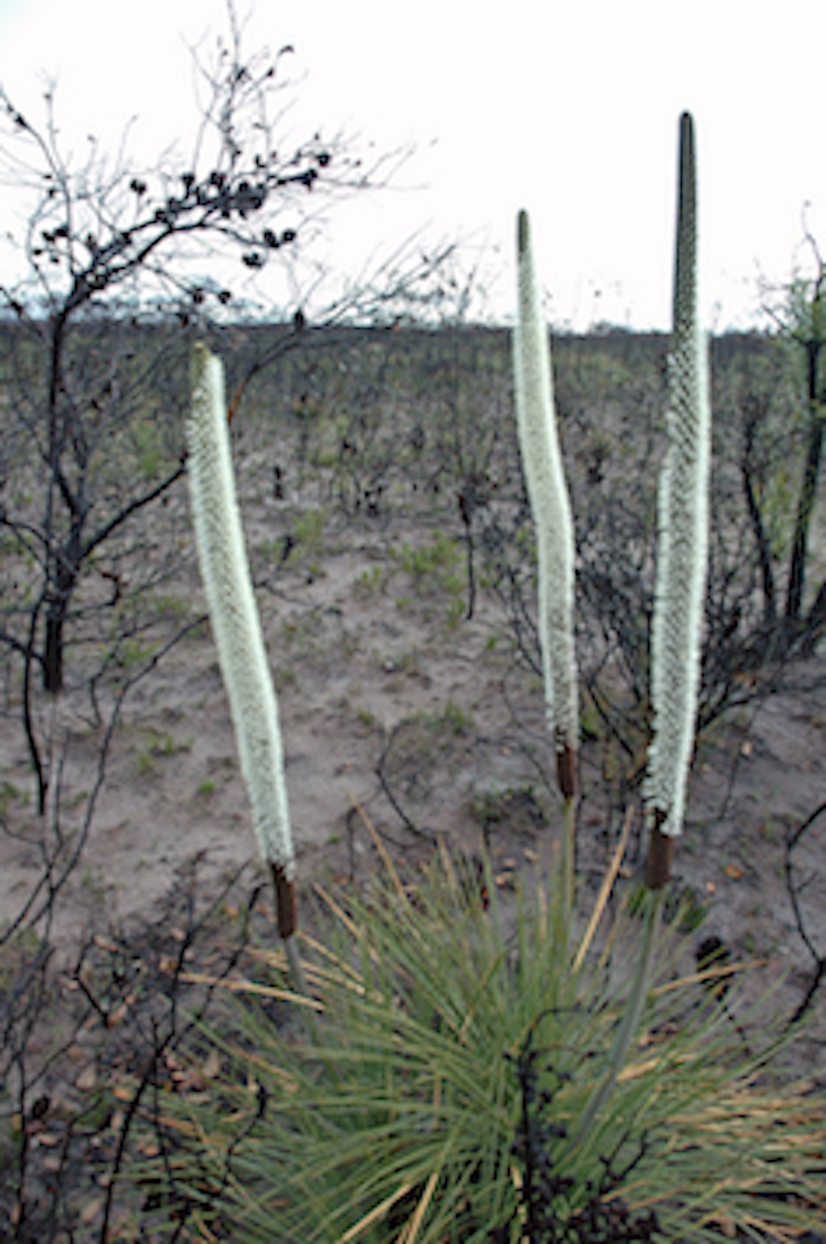 Xanthorrhoea in flower