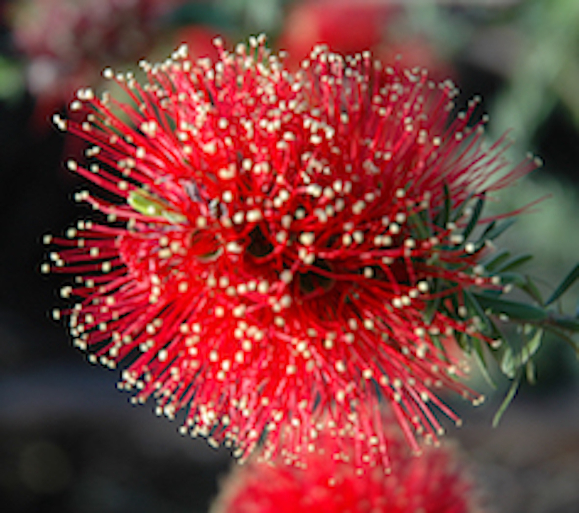 Kunzea Baxteri