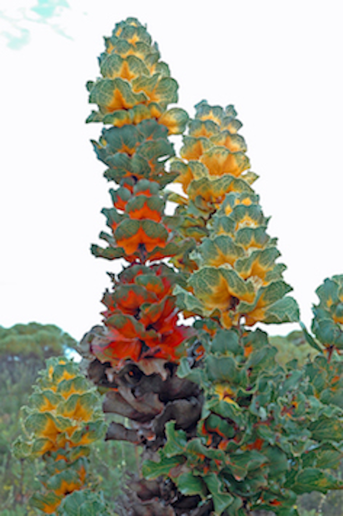 Royal Hakea
