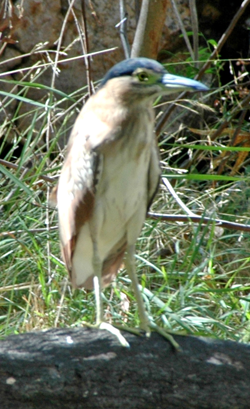 Nanking Kestrel