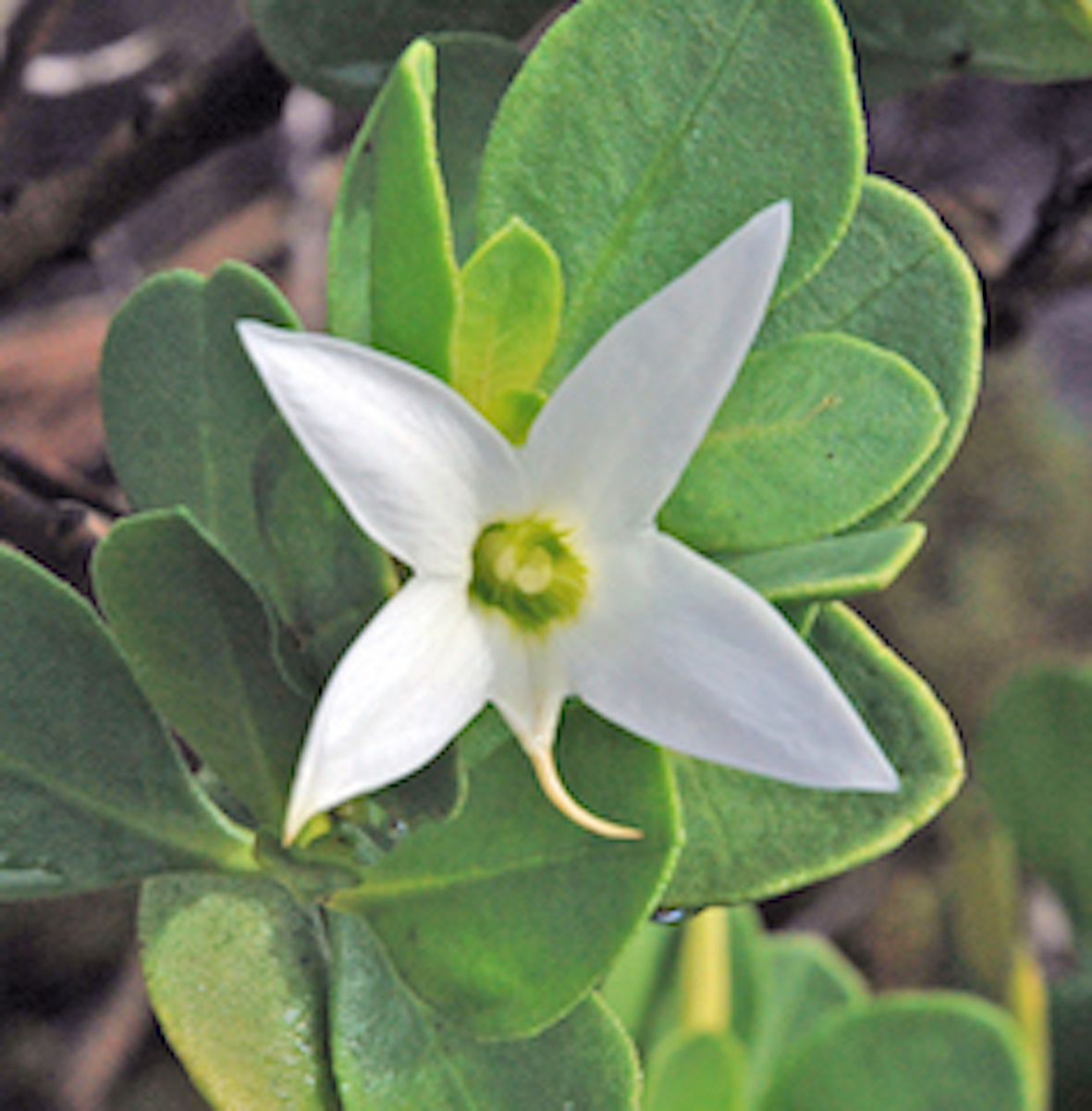White Flower