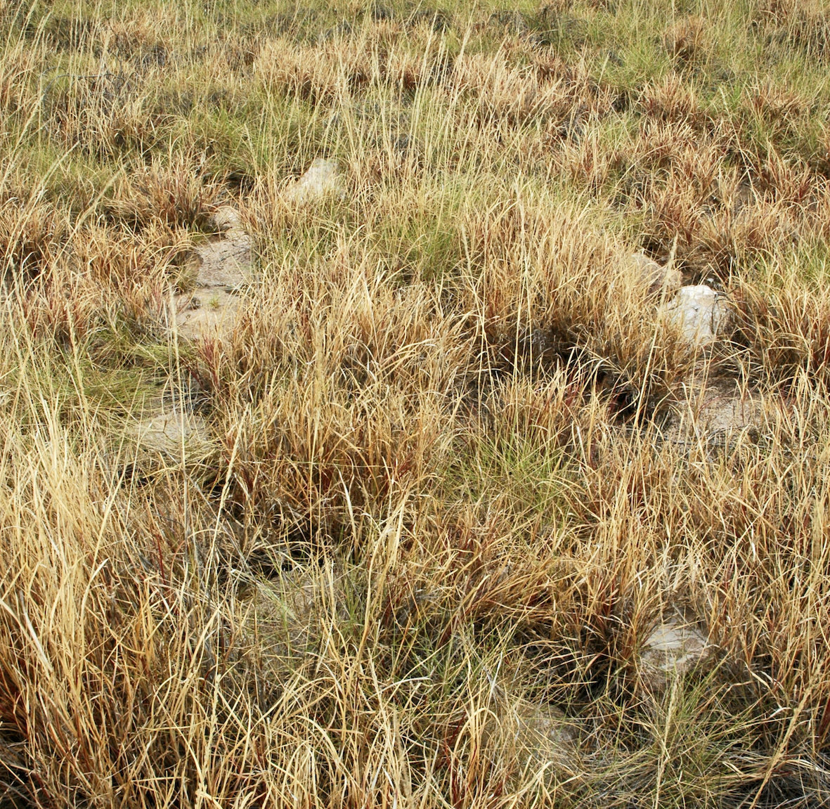 Grave of the Balla Balla wharfinger