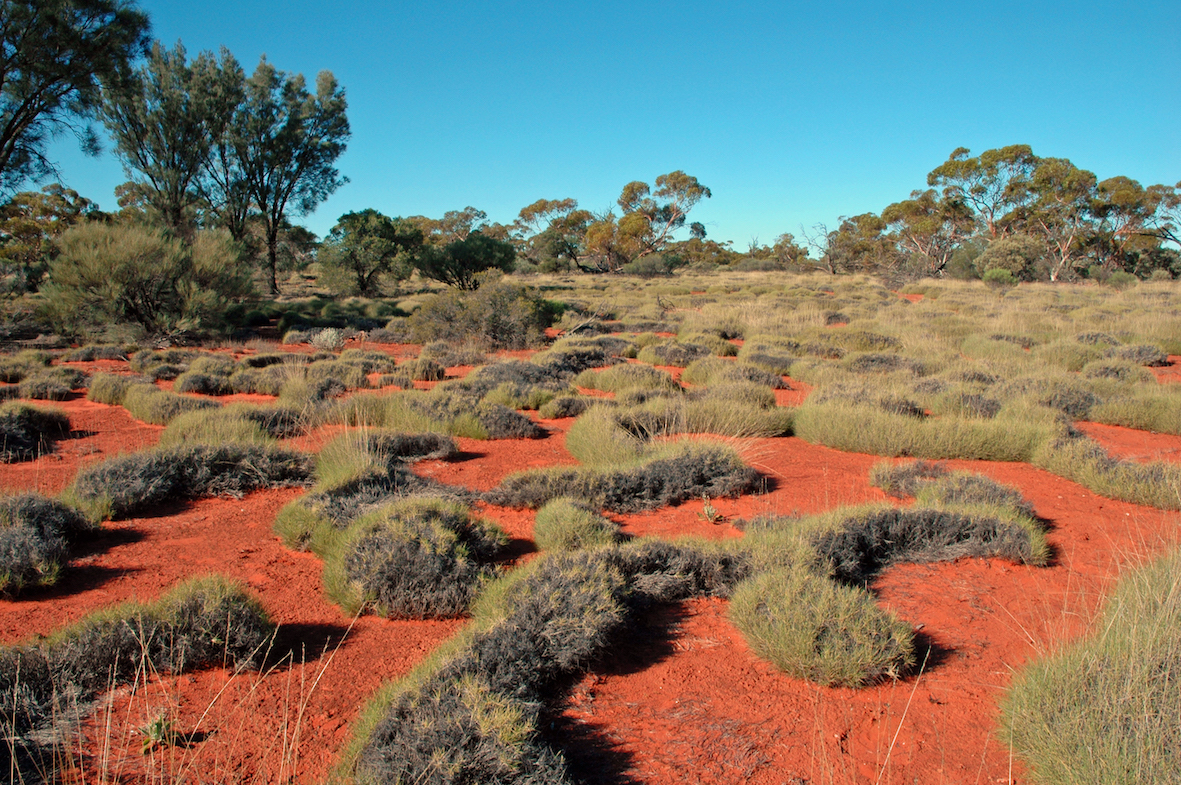 Spinifex patterns
