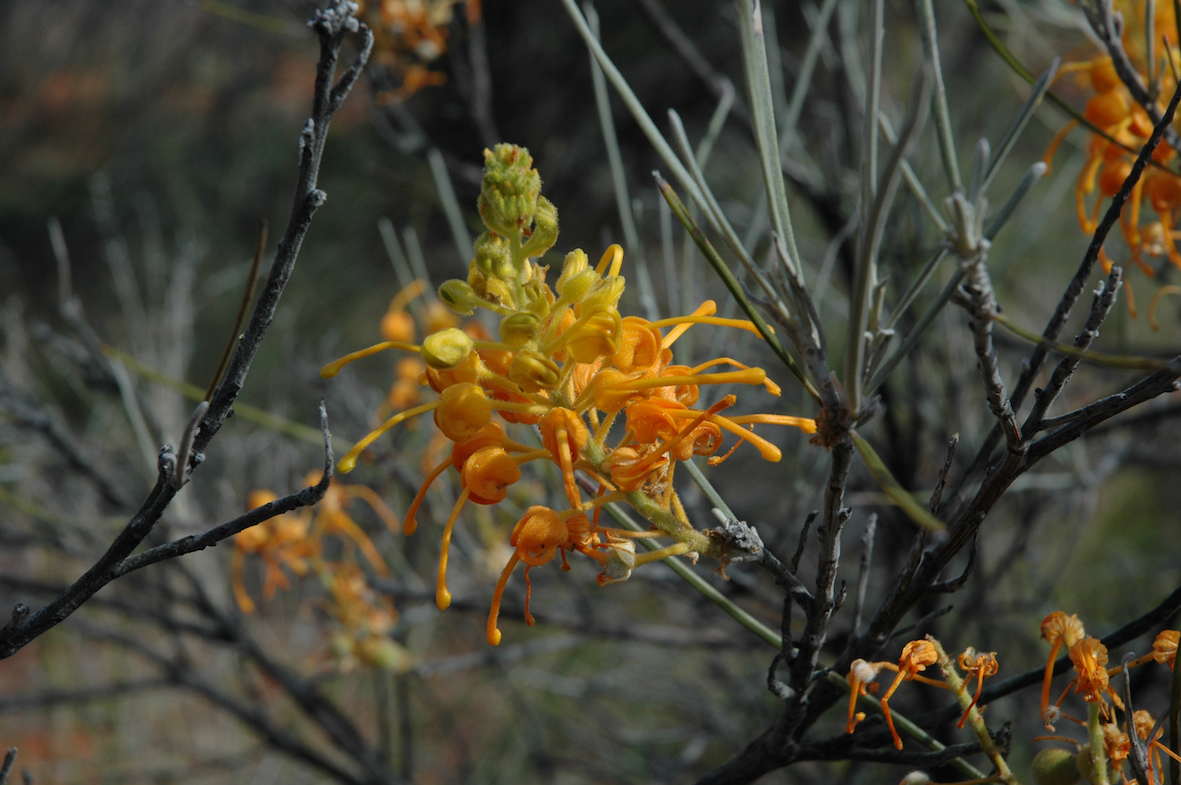 Hakea flower