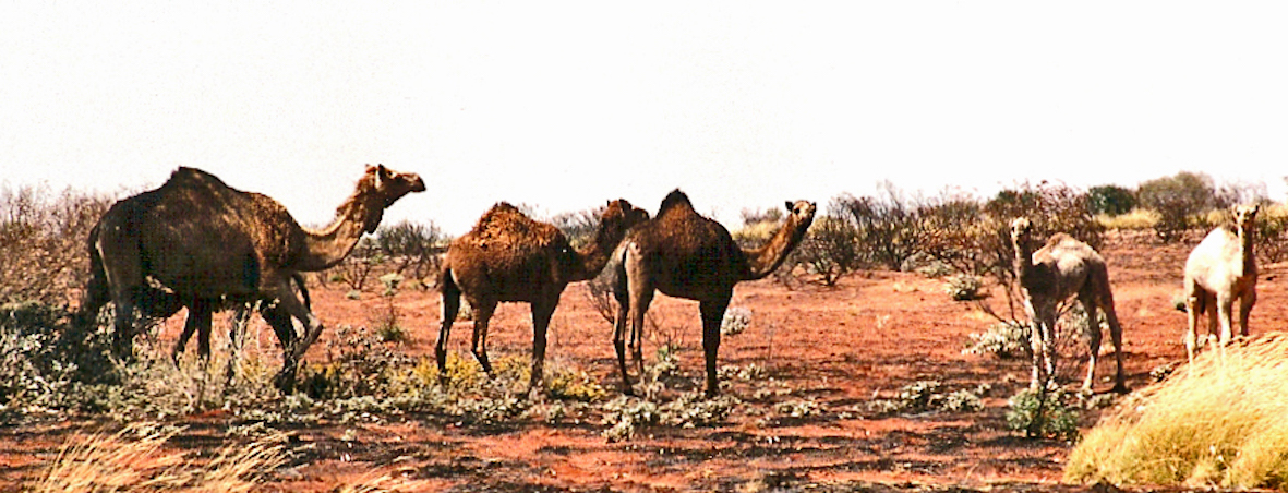 Camels