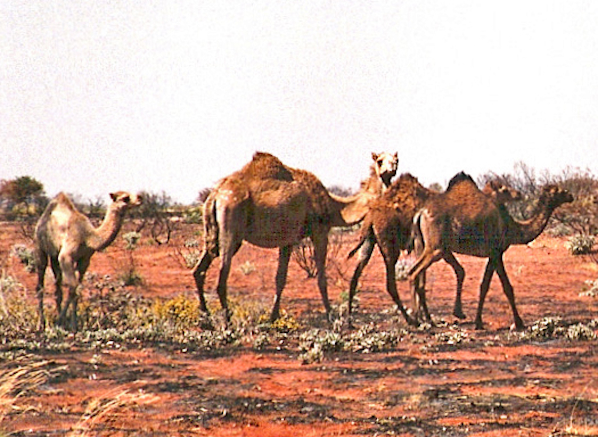 Camels