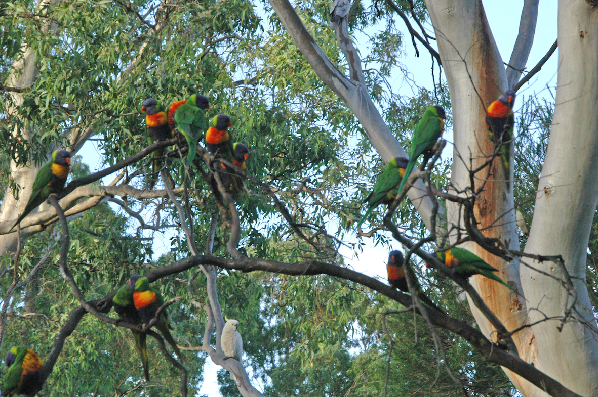 Rainbows waiting for dinner