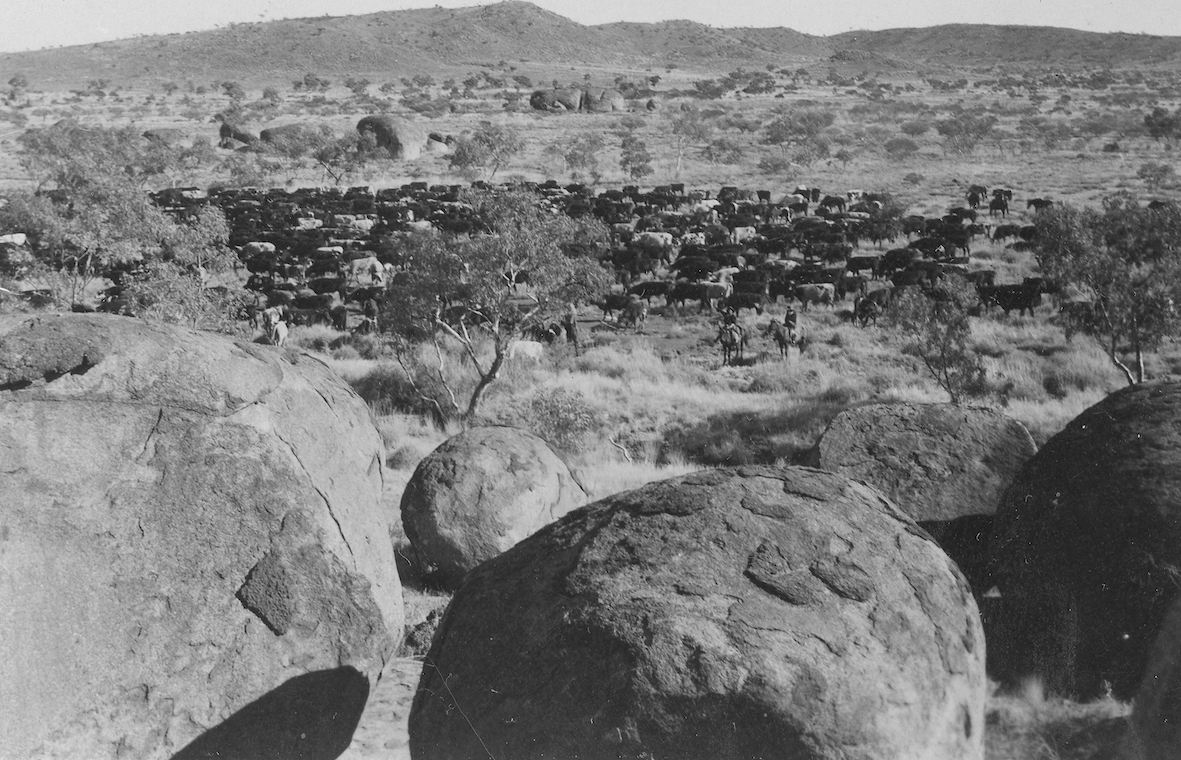 Bullocks at the Devil's Marbles