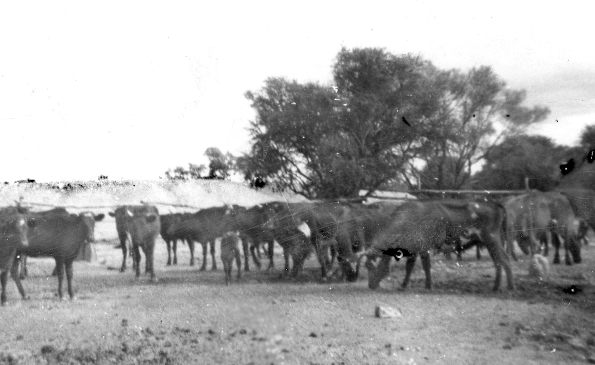 Cattle at a turkey nest dam