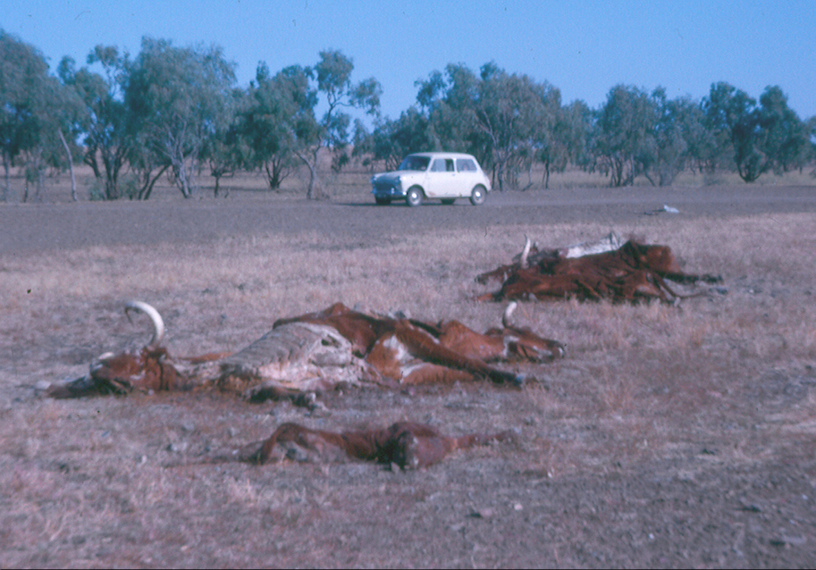Perished cattle