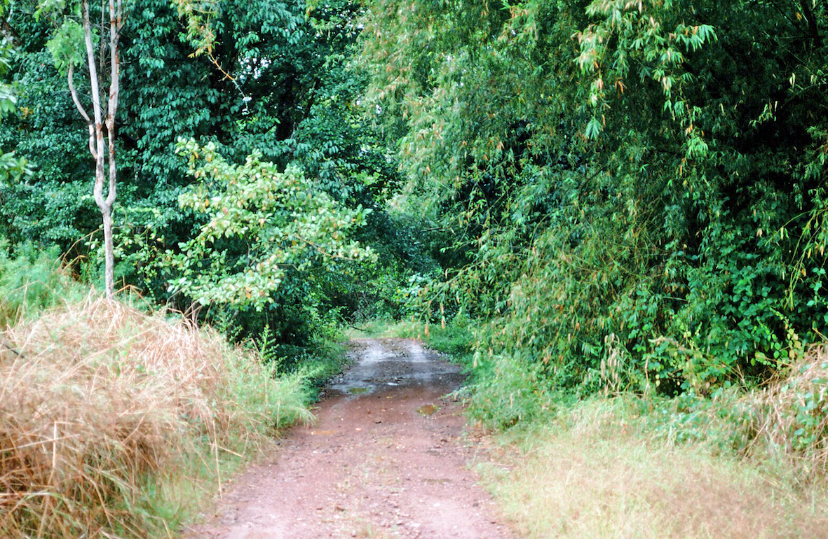 Bamboo Cutting