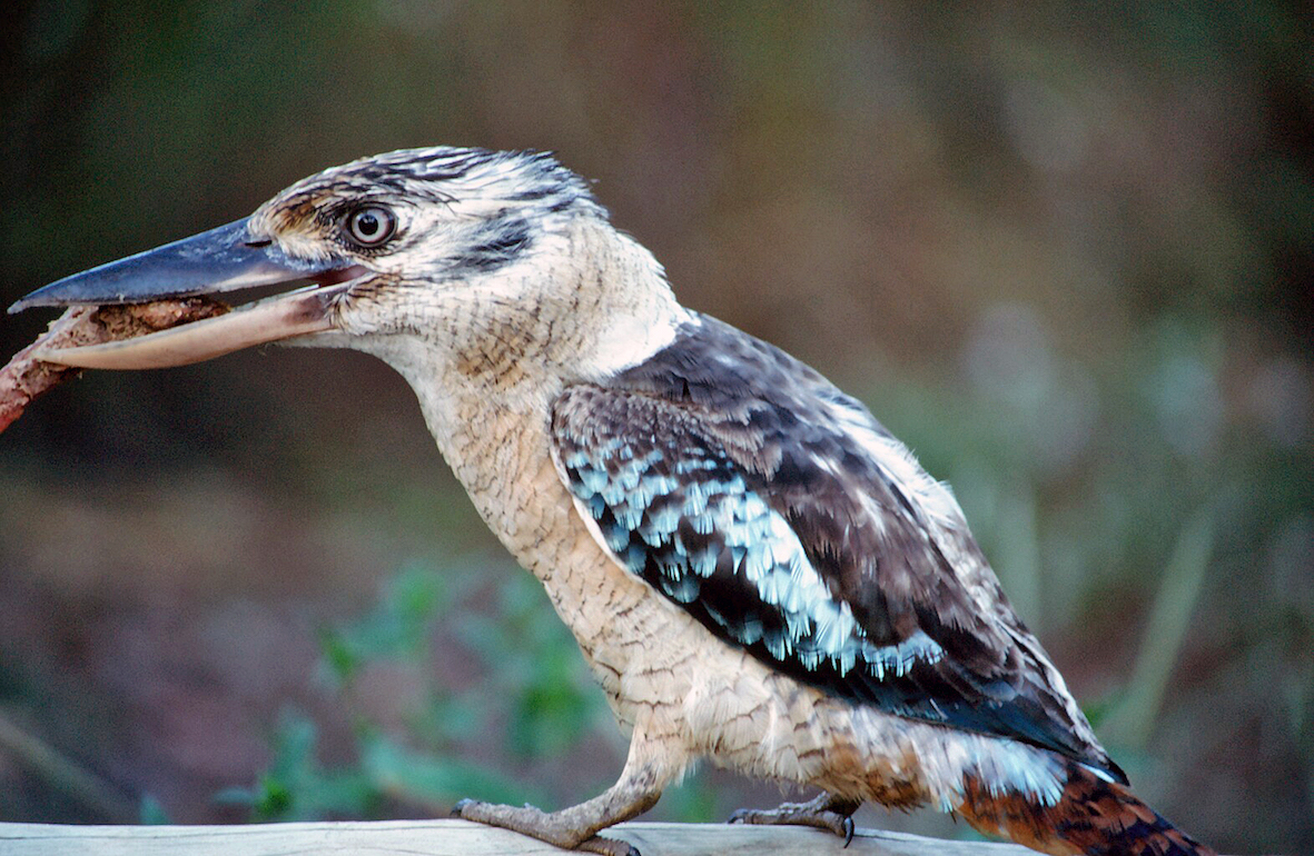 Kookaburra with snag