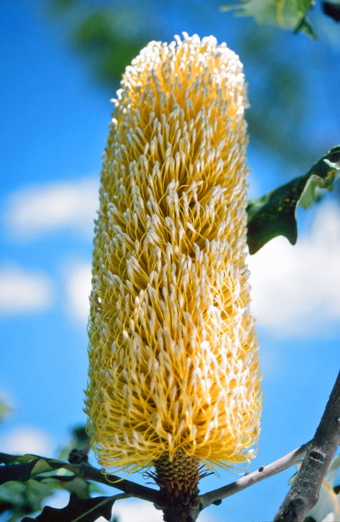 Banksia flower