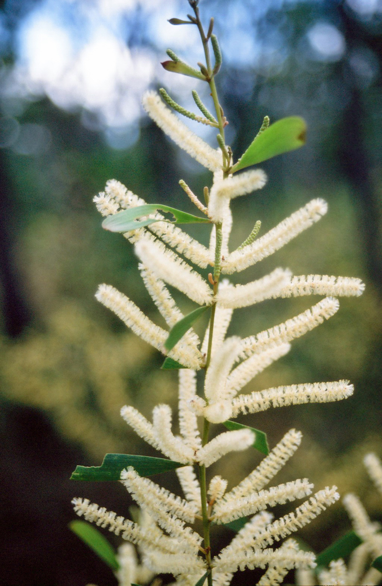 Unknown flower at Lost City