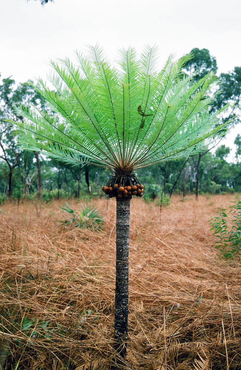 Cycad fruit