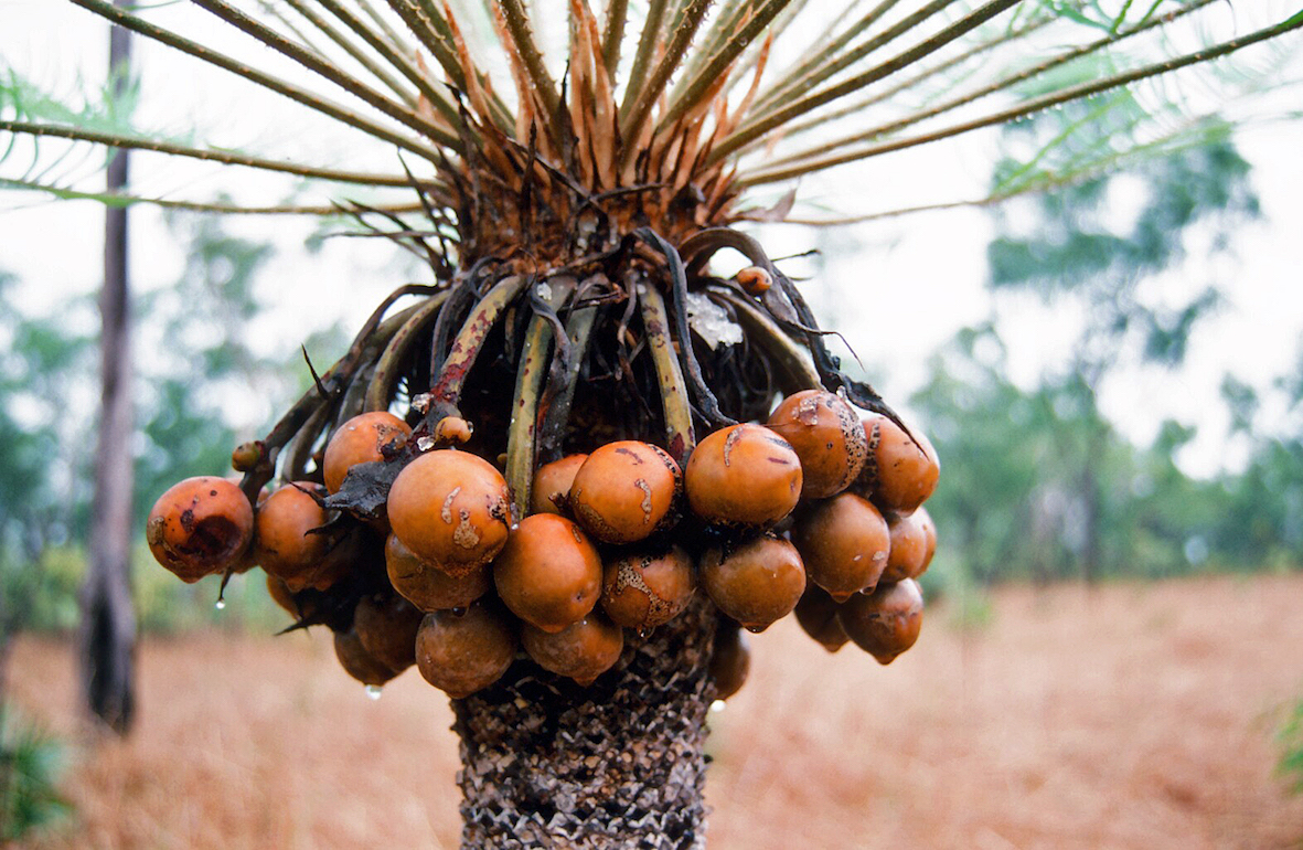 Cycad fruit