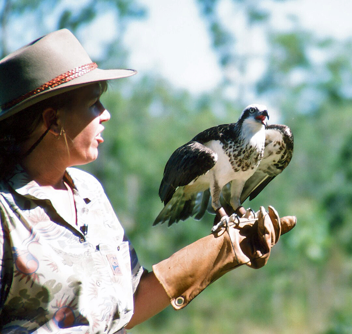 Osprey