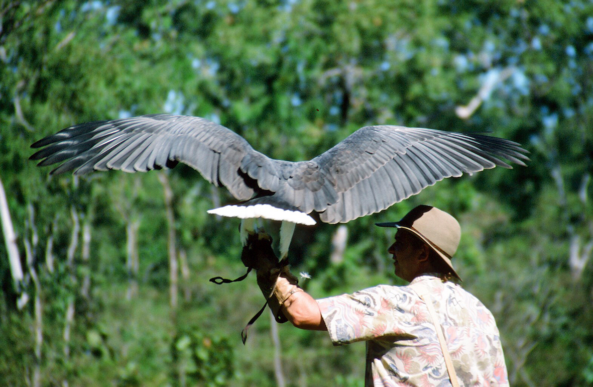 Yasmin. Sea eagle 