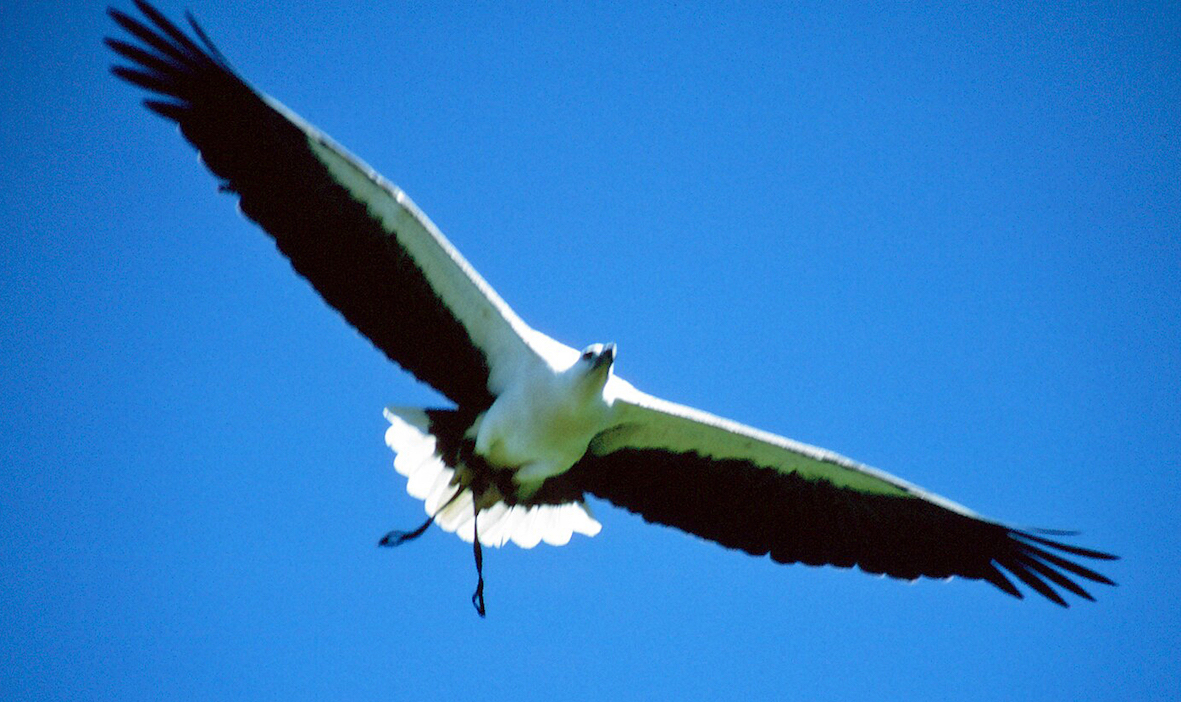Yasmin in flight