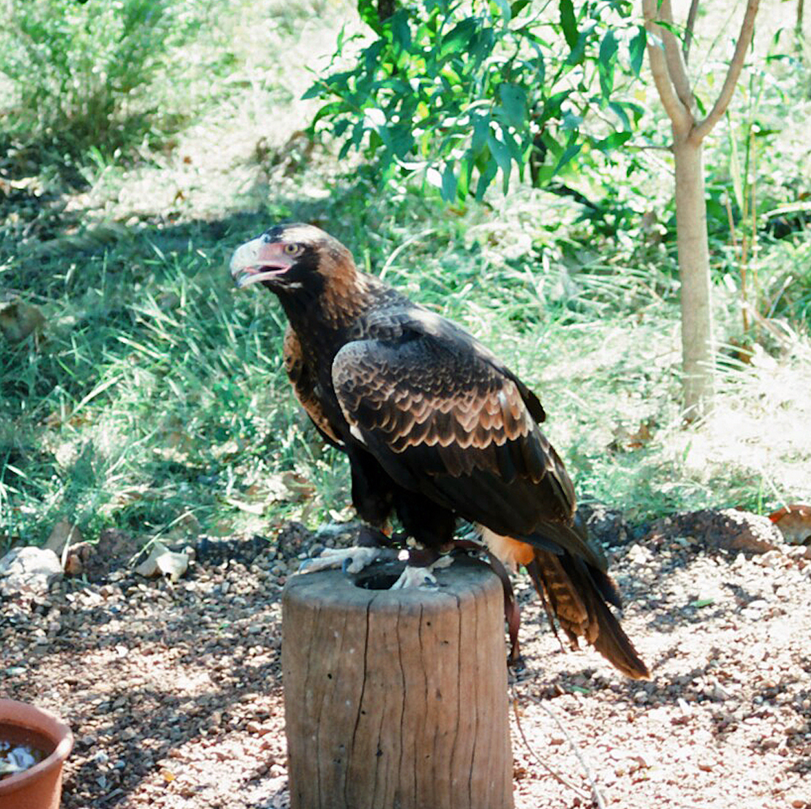 Wedge tailed eagle