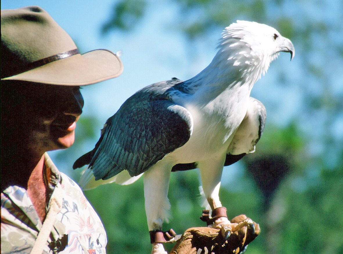 White breasted sea eagle