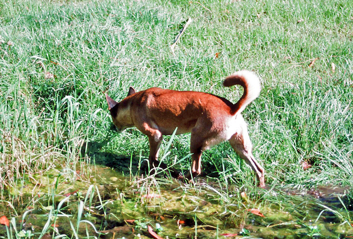 Dingo