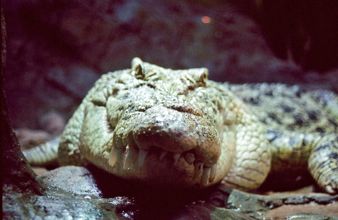 Saltwater crocodile