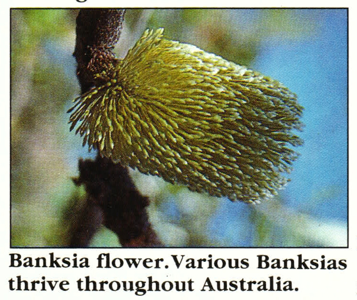Banksia