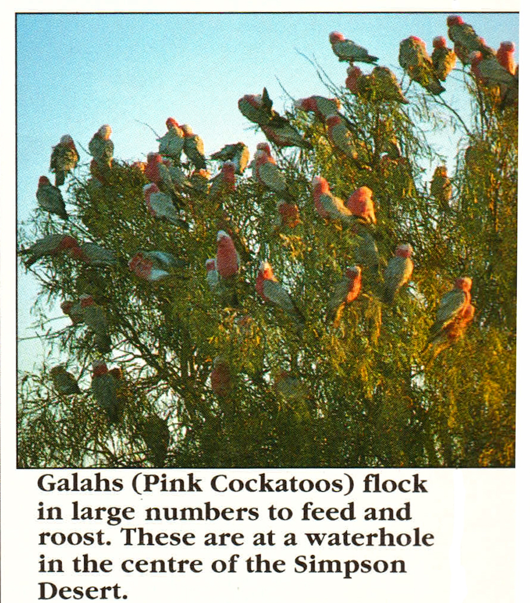 Galahs
